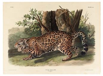 AUDUBON, JOHN JAMES. The Jaguar. Plate CI.